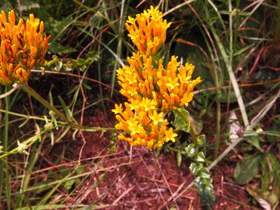 Sebaea sedoides, photographed by Peter Warren