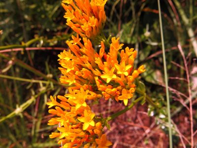 Sebaea sedoides, photographed by Peter Warren
