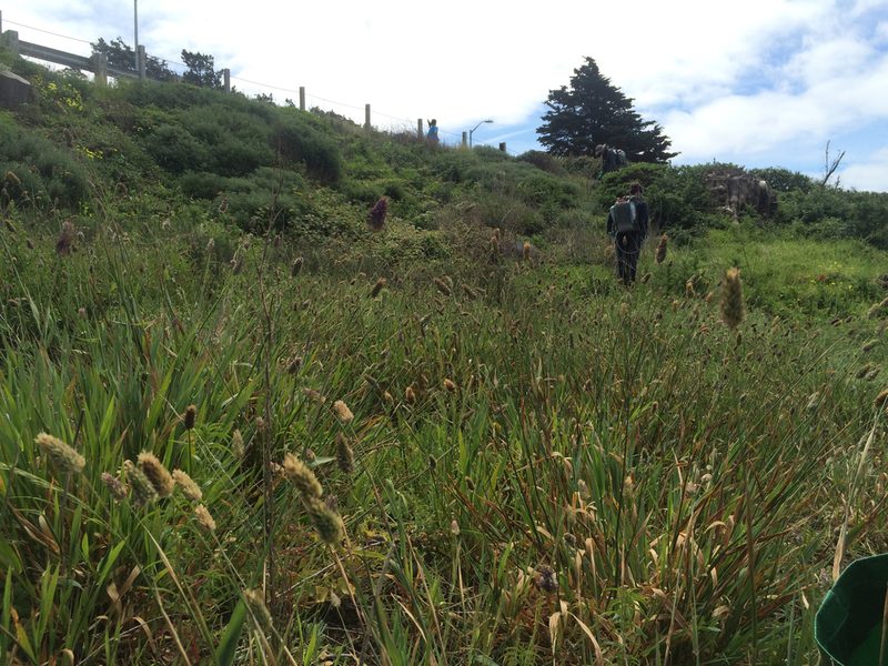 Phalaris californica, photographed by Alisa Kim