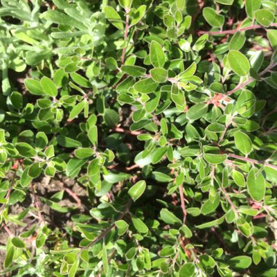 Arctostaphylos franciscana, photographed by Alisa Kim