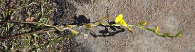 Utricularia prehensilis, photographed by Tony Rebelo