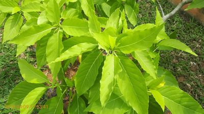 Pisonia grandis, photographed by Ong Jyh Seng