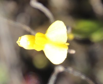 Utricularia prehensilis, photographed by Tony Rebelo