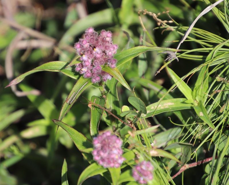 Floscopa glomerata, photographed by Tony Rebelo