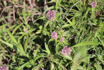 Floscopa glomerata, photographed by Tony Rebelo