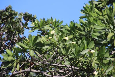 Voacanga thouarsii, photographed by Tony Rebelo