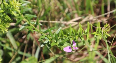 Polygala gazensis, photographed by Tony Rebelo