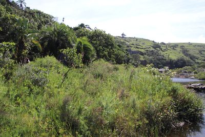Syncolostemon rotundifolius, photographed by Tony Rebelo