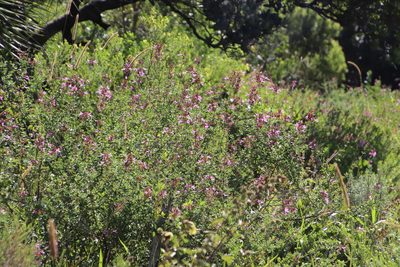 Syncolostemon rotundifolius, photographed by Tony Rebelo
