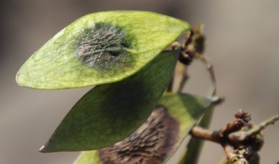 Dalbergia obovata, photographed by Tony Rebelo