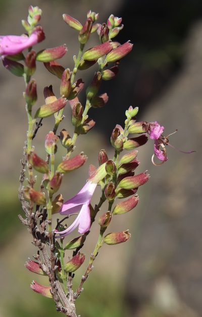 Syncolostemon rotundifolius, photographed by Tony Rebelo
