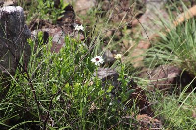 Callilepis laureola, photographed by Tony Rebelo