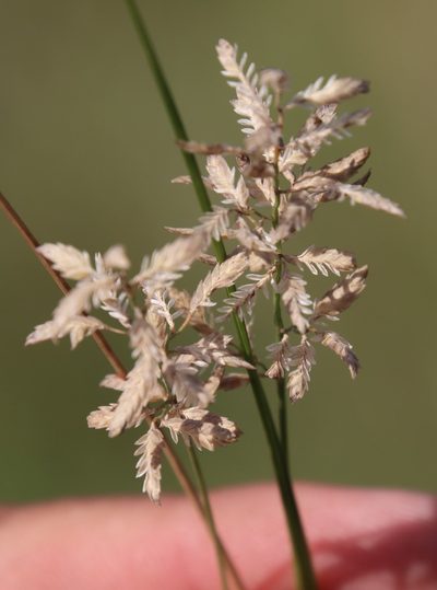 Eragrostis racemosa, photographed by Tony Rebelo