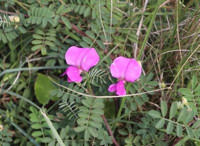 Tephrosia grandiflora, photographed by Tony Rebelo