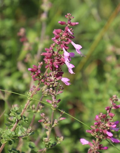 Syncolostemon rotundifolius, photographed by Tony Rebelo