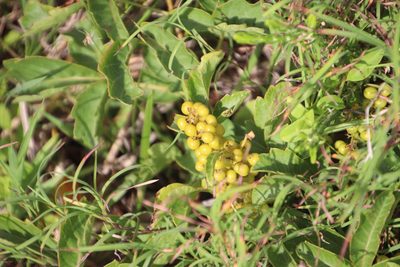 Searsia carnosula, photographed by Tony Rebelo