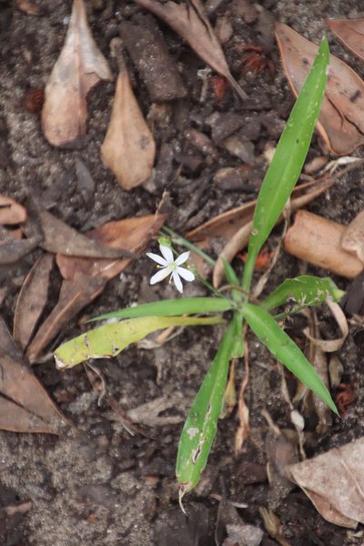 Chlorophytum modestum, photographed by Tony Rebelo