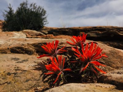 Castilleja scabrida, photographed by Vincent Weber