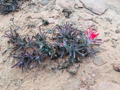 Castilleja scabrida, photographed by Vincent Weber