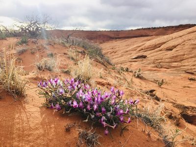 Astragalus zionis, photographed by Vincent Weber