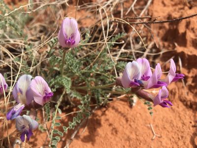 Astragalus zionis, photographed by Vincent Weber