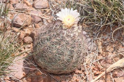 Sclerocactus intertextus, photographed by Andrew Meeds