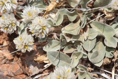 Gomphrena caespitosa, photographed by Andrew Meeds