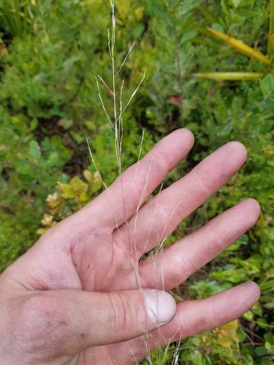 Sporobolus curtissii, photographed by Scott Ward
