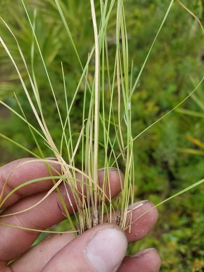 Sporobolus curtissii, photographed by Scott Ward