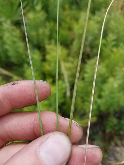 Sporobolus curtissii, photographed by Scott Ward