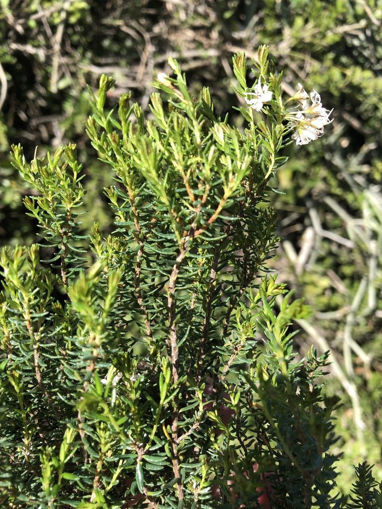 Agathosma clavisepala, photographed by Dave U