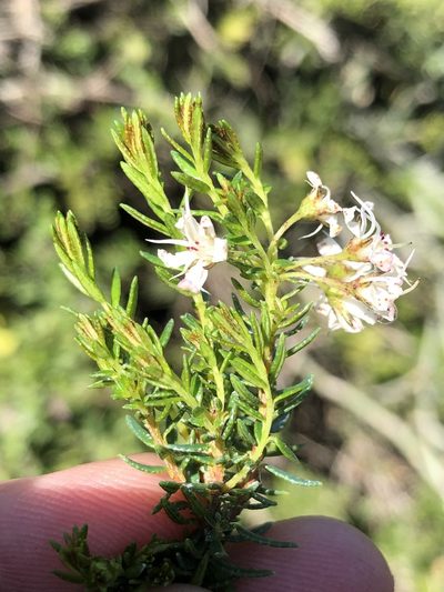 Agathosma clavisepala, photographed by Dave U