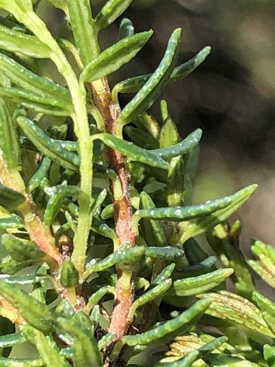 Agathosma clavisepala, photographed by Dave U