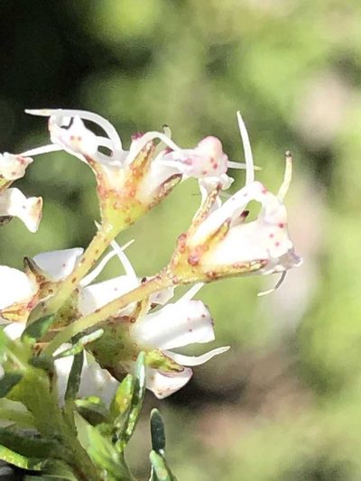 Agathosma clavisepala, photographed by Dave U