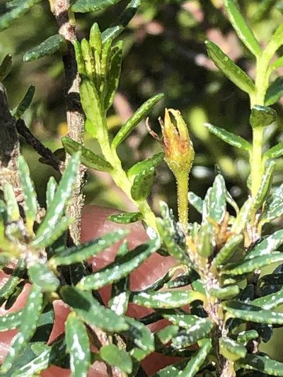Agathosma clavisepala, photographed by Dave U