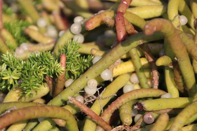 Asparagus densiflorus, photographed by Tony Rebelo