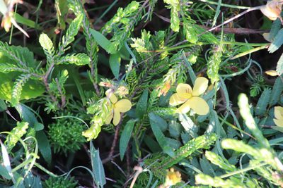 Chamaecrista comosa, photographed by Tony Rebelo