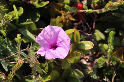 Ipomoea ficifolia, photographed by Tony Rebelo