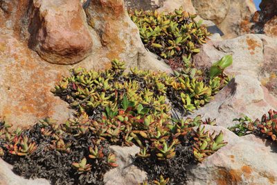 Crassula perfoliata, photographed by Tony Rebelo