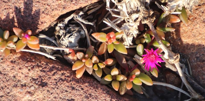 Delosperma vinaceum, photographed by Tony Rebelo