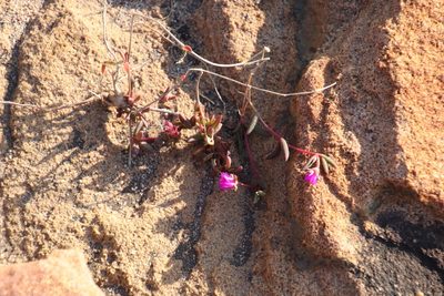 Delosperma vinaceum, photographed by Tony Rebelo