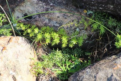 Asparagus densiflorus, photographed by Tony Rebelo