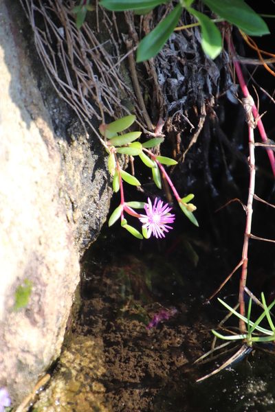 Delosperma repens, photographed by Tony Rebelo