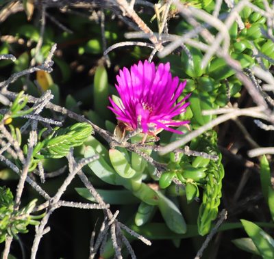 Lampranthus fugitans, photographed by Tony Rebelo