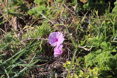 Ipomoea ficifolia, photographed by Tony Rebelo