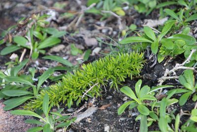 Asparagus densiflorus, photographed by Tony Rebelo