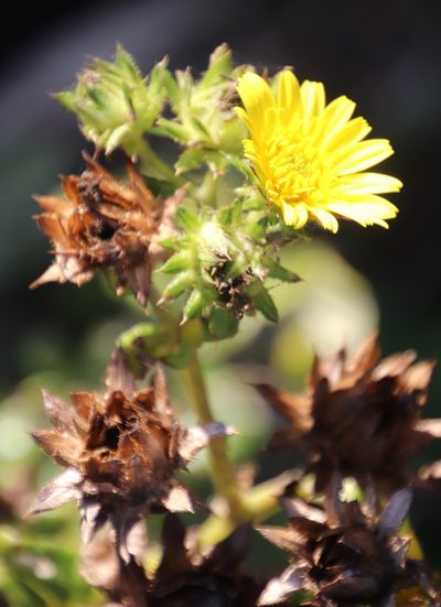 Berkheya erysithales, photographed by Tony Rebelo