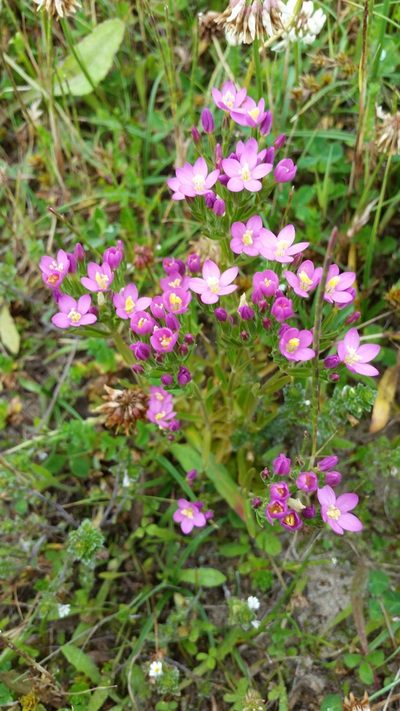 Centaurium littorale, photographed by Mark Pritchard