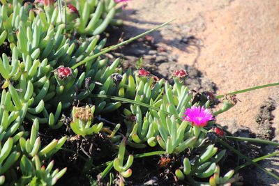 Lampranthus fugitans, photographed by Tony Rebelo