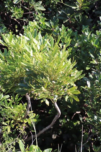 Neocussonia umbellifera, photographed by Tony Rebelo